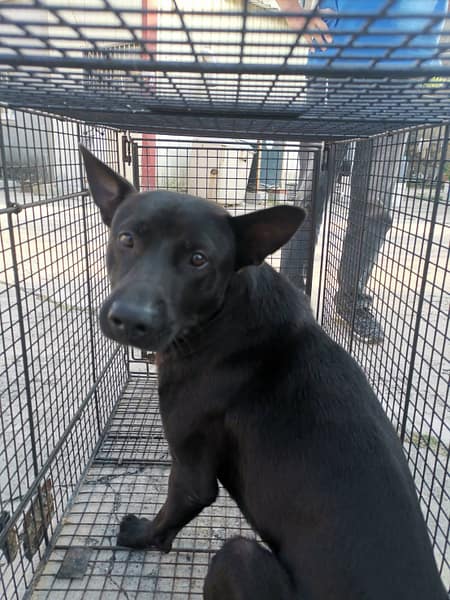 【待認養】混種犬 狗 (男生) - 金門縣動物收容中心