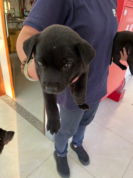 【待認養】混種犬 狗 (女生) - 金門縣動物收容中心