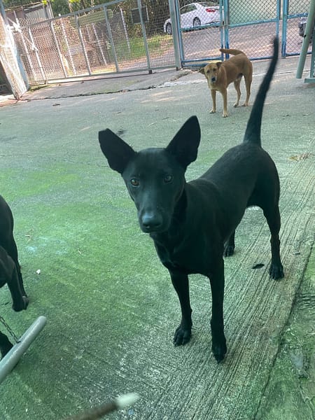 【待認養】混種犬 狗 (女生) - 屏東縣公立犬貓中途之家