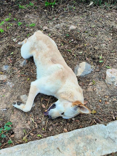 【待認養】混種犬 狗 (男生) - 金門縣動物收容中心