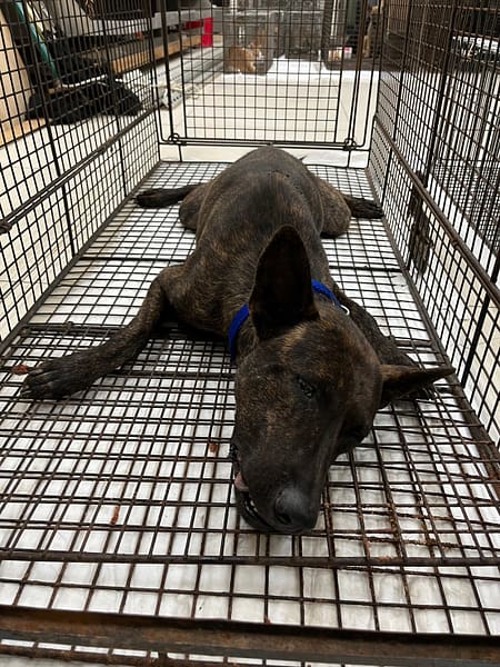 【待認養】混種犬 狗 (女生) - 金門縣動物收容中心