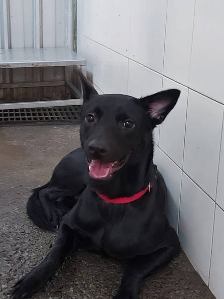 【待認養】混種犬 狗 (男生) - 新北市板橋區公立動物之家