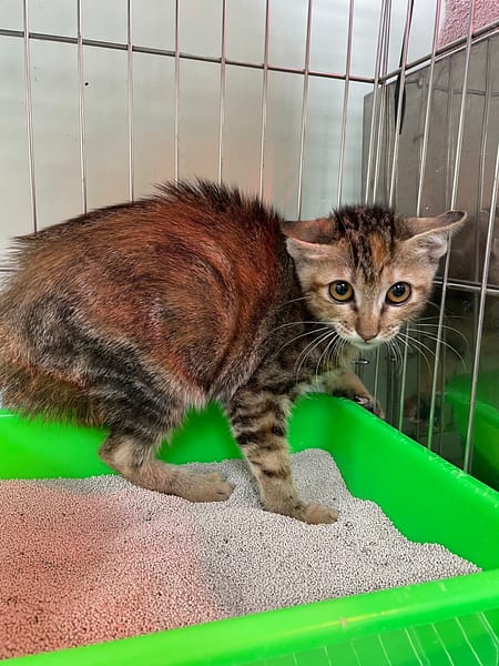 【待認養】混種貓 貓 (男生) - 新北市八里區公立動物之家