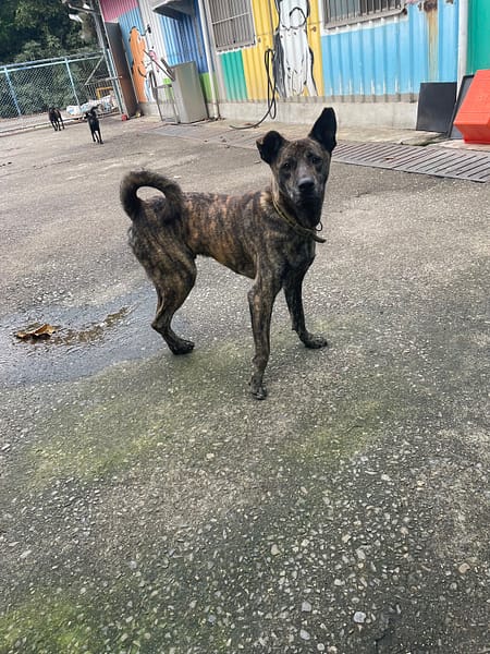 【待認養】混種犬 狗 (男生) - 屏東縣公立犬貓中途之家