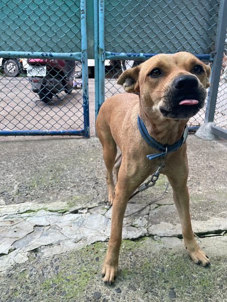 【待認養】混種犬 狗 (女生) - 屏東縣公立犬貓中途之家