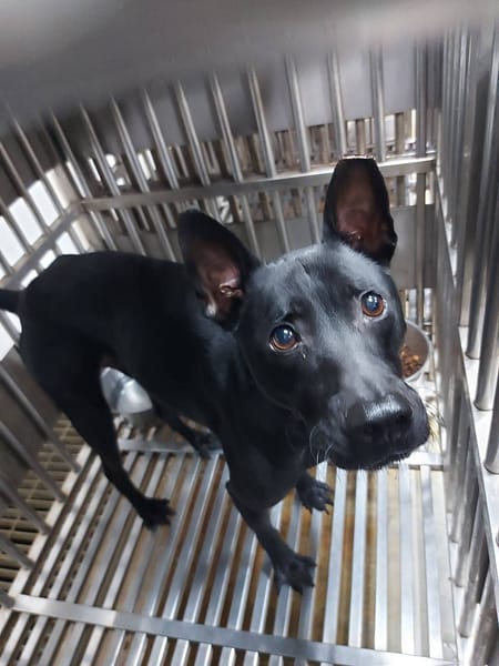 【待認養】混種犬 狗 (男生) - 新北市板橋區公立動物之家