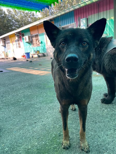 【待認養】混種犬 狗 (男生) - 屏東縣公立犬貓中途之家