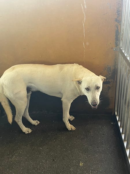 【待認養】混種犬 狗 (男生) - 澎湖縣流浪動物收容中心