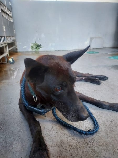 【待認養】混種犬 狗 (女生) - 新北市五股區公立動物之家