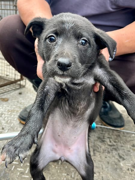 【待認養】混種犬 狗 (女生) - 彰化縣流浪狗中途之家