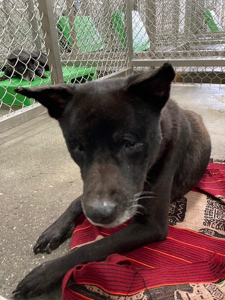 【待認養】混種犬 狗 (男生) - 臺東縣動物收容中心