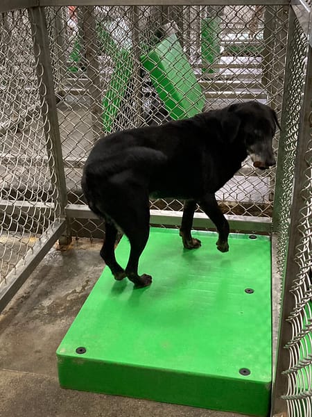 【待認養】混種犬 狗 (女生) - 臺東縣動物收容中心