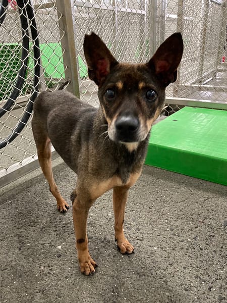 【待認養】混種犬 狗 (男生) - 臺東縣動物收容中心