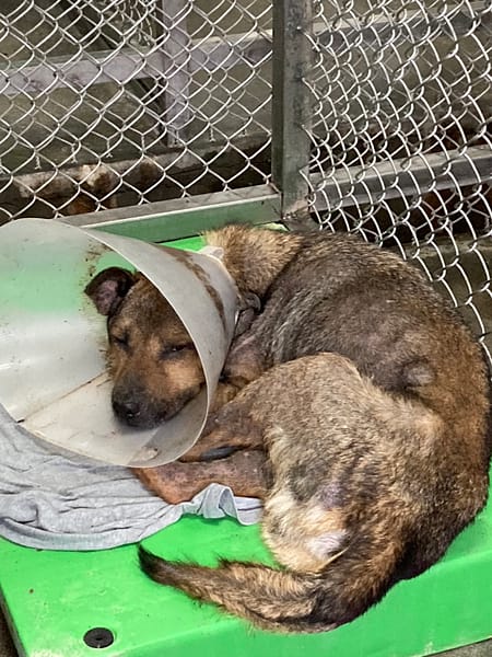 【待認養】混種犬 狗 (男生) - 臺東縣動物收容中心