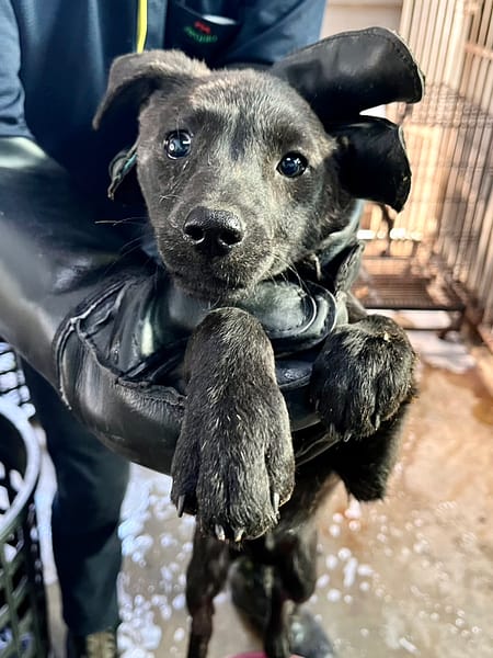 【待認養】混種犬 狗 (女生) - 彰化縣流浪狗中途之家