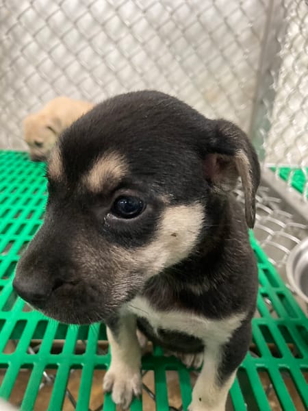 【待認養】混種犬 狗 (女生) - 臺東縣動物收容中心