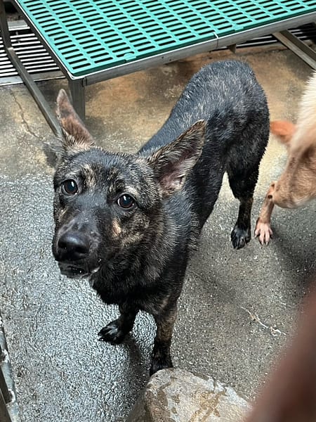 【待認養】混種犬 狗 (女生) - 彰化縣流浪狗中途之家