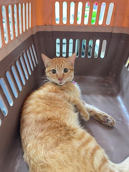 【待認養】混種貓 貓 (女生) - 新北市八里區公立動物之家