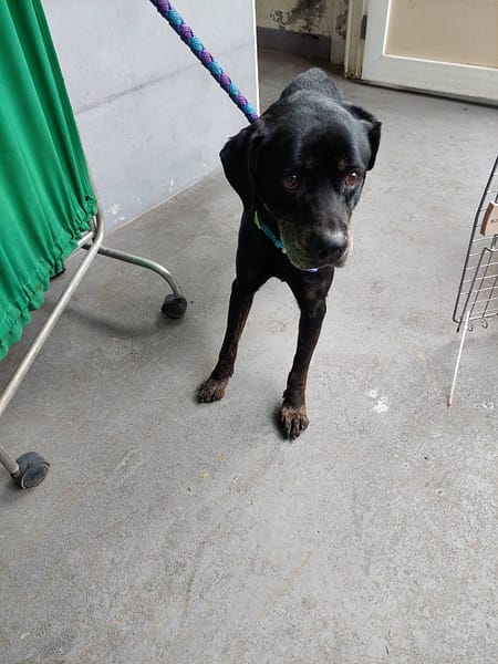 【待認養】混種犬 狗 (男生) - 新北市五股區公立動物之家