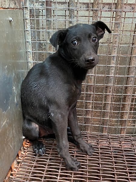 【待認養】混種犬 狗 (男生) - 彰化縣流浪狗中途之家