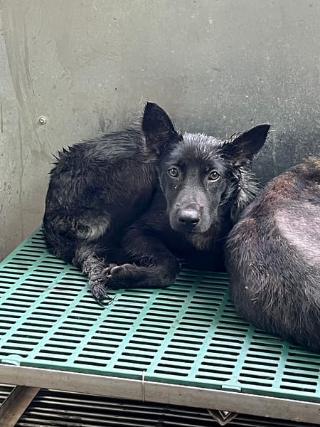 【待認養】混種犬 狗 (男生) - 彰化縣流浪狗中途之家