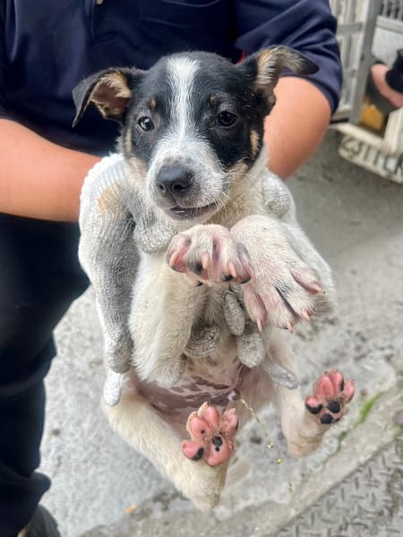 【待認養】混種犬 狗 (男生) - 彰化縣流浪狗中途之家