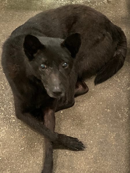 【待認養】混種犬 狗 (女生) - 臺東縣動物收容中心