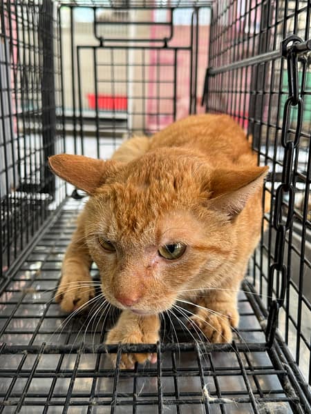【待認養】混種貓 貓 (男生) - 苗栗縣動物保護教育園區