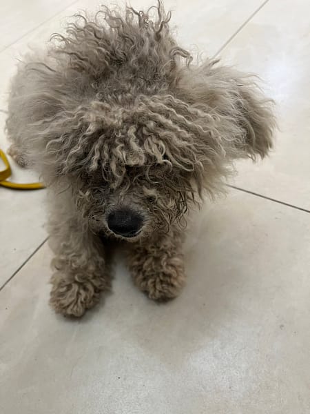 【待認養】比熊犬 狗 (女生) - 金門縣動物收容中心