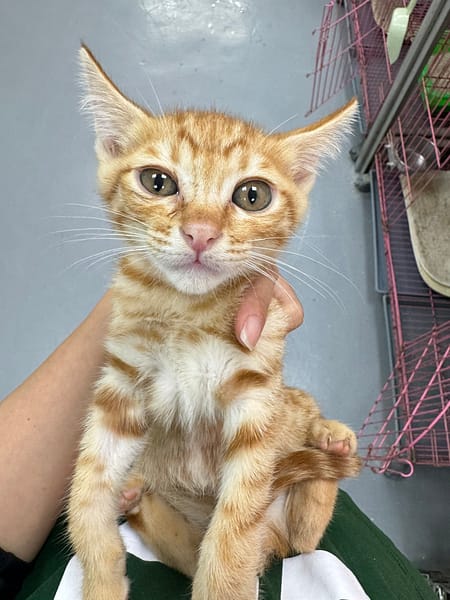 【待認養】混種貓 貓 (男生) - 新北市八里區公立動物之家