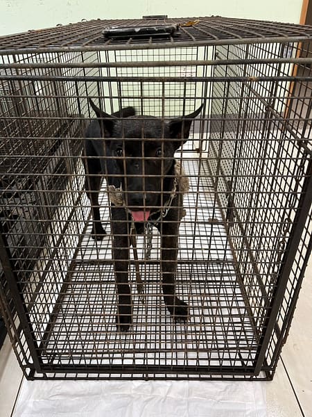 【待認養】混種犬 狗 (女生) - 金門縣動物收容中心