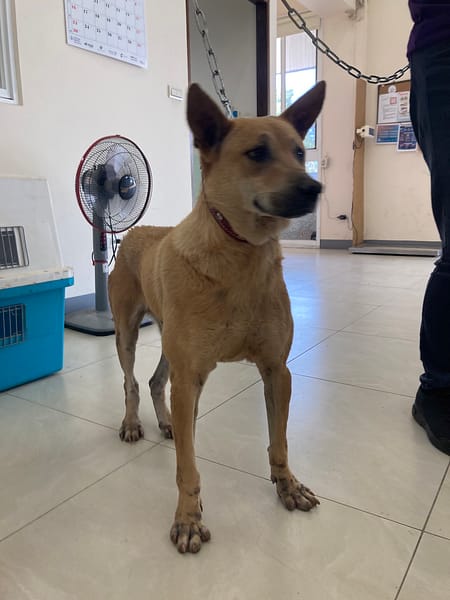 【待認養】混種犬 狗 (男生) - 金門縣動物收容中心
