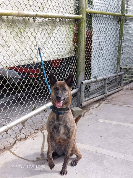 【待認養】混種犬 狗 (女生) - 新北市八里區公立動物之家
