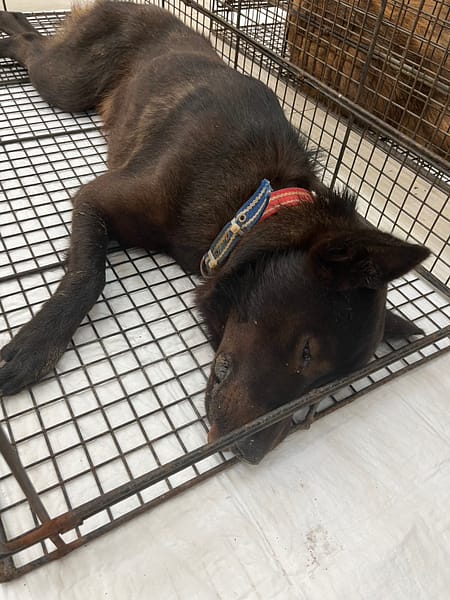 【待認養】混種犬 狗 (男生) - 金門縣動物收容中心