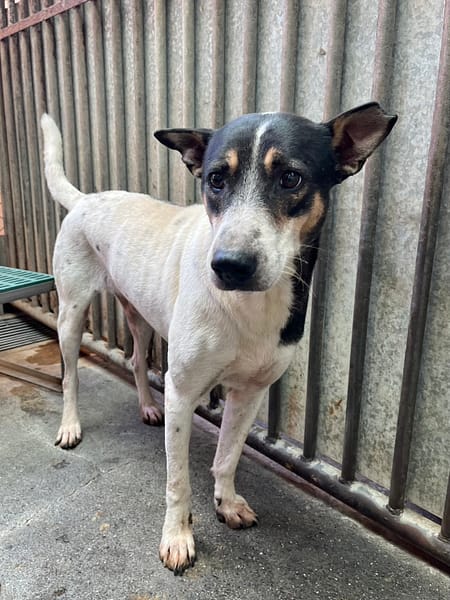 【待認養】混種犬 狗 (男生) - 彰化縣流浪狗中途之家