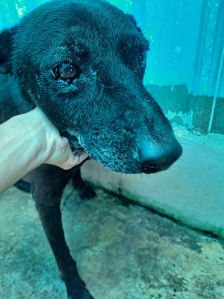 【待認養】混種犬 狗 (男生) - 屏東縣公立犬貓中途之家