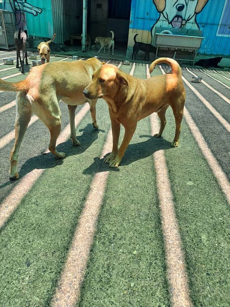 【待認養】混種犬 狗 (男生) - 屏東縣公立犬貓中途之家