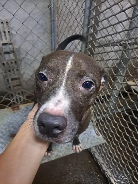 【待認養】比特犬 狗 (女生) - 屏東縣公立犬貓中途之家