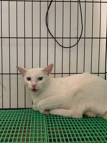 【待認養】混種貓 貓 (男生) - 基隆市寵物銀行