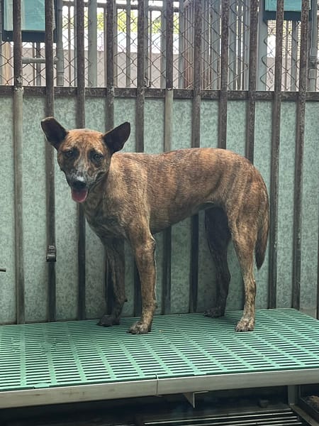 【待認養】混種犬 狗 (女生) - 彰化縣流浪狗中途之家