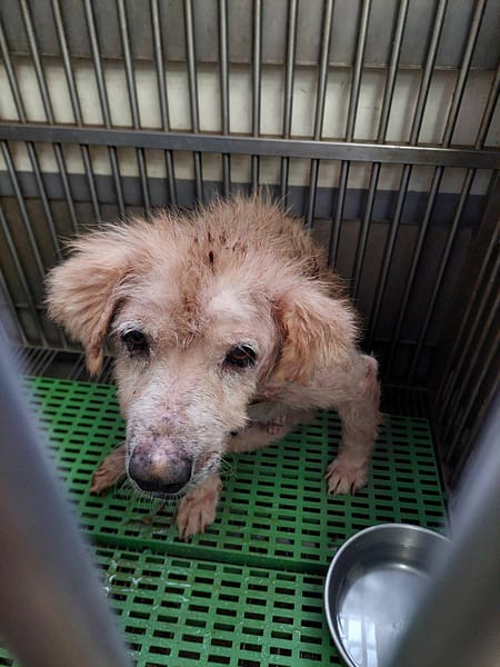 【待認養】混種犬 狗 (男生) - 新北市五股區公立動物之家