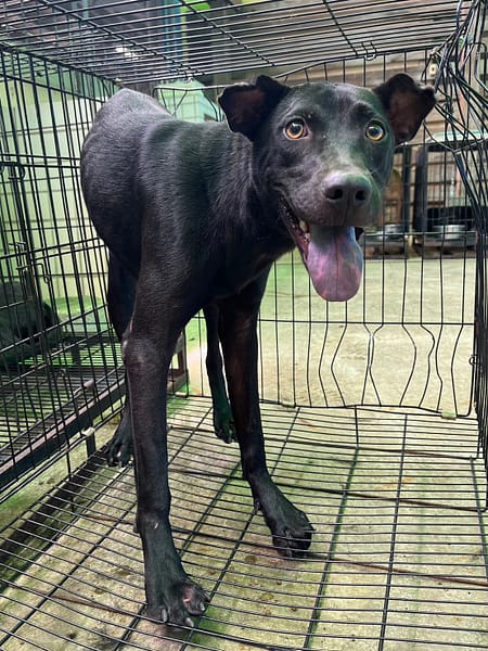 【待認養】混種犬 狗 (男生) - 彰化縣流浪狗中途之家