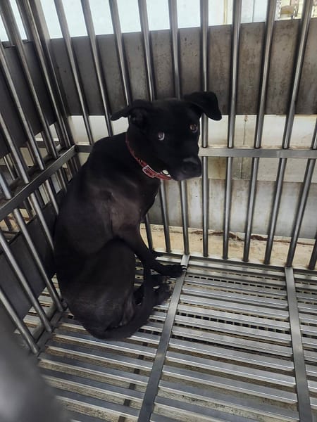 【待認養】混種犬 狗 (男生) - 新北市板橋區公立動物之家