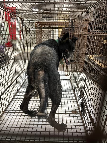 【待認養】混種犬 狗 (男生) - 金門縣動物收容中心