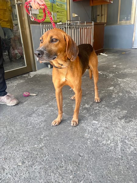 【待認養】混種犬 狗 (男生) - 新北市板橋區公立動物之家