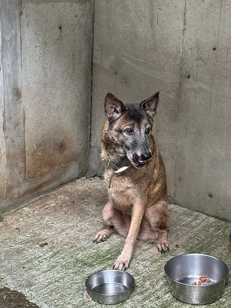 【待認養】混種犬 狗 (女生) - 新北市淡水區公立動物之家
