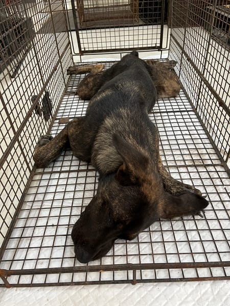 【待認養】混種犬 狗 (女生) - 金門縣動物收容中心