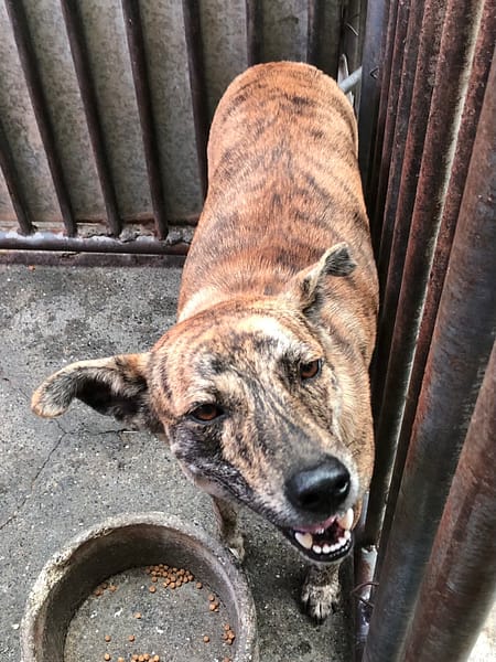 【待認養】混種犬 狗 (男生) - 彰化縣流浪狗中途之家