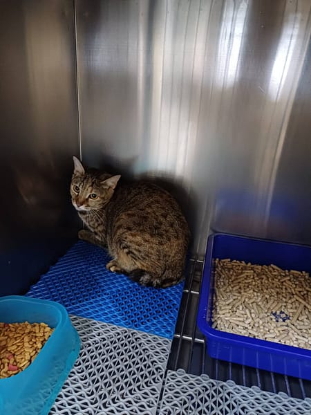 【待認養】混種貓 貓 (女生) - 桃園市動物保護教育園區