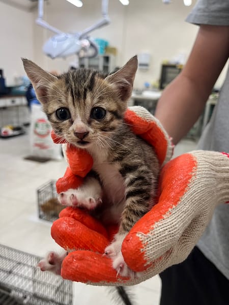 【待認養】混種貓 貓 (女生) - 金門縣動物收容中心